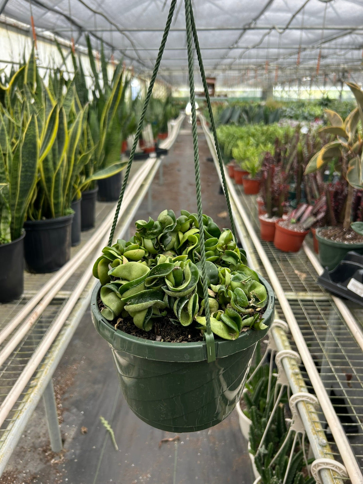 Hoya Rope Plant indoor house plant