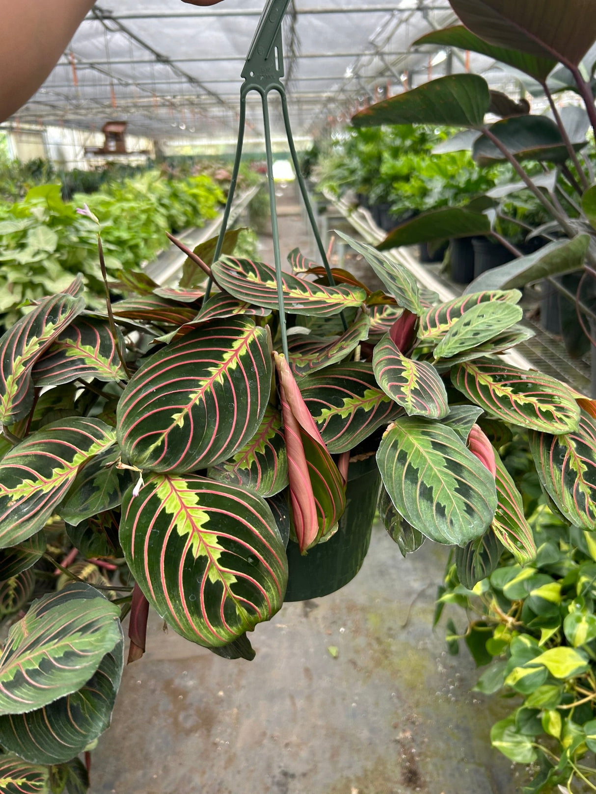 Maranta Red Prayer indoor house plant