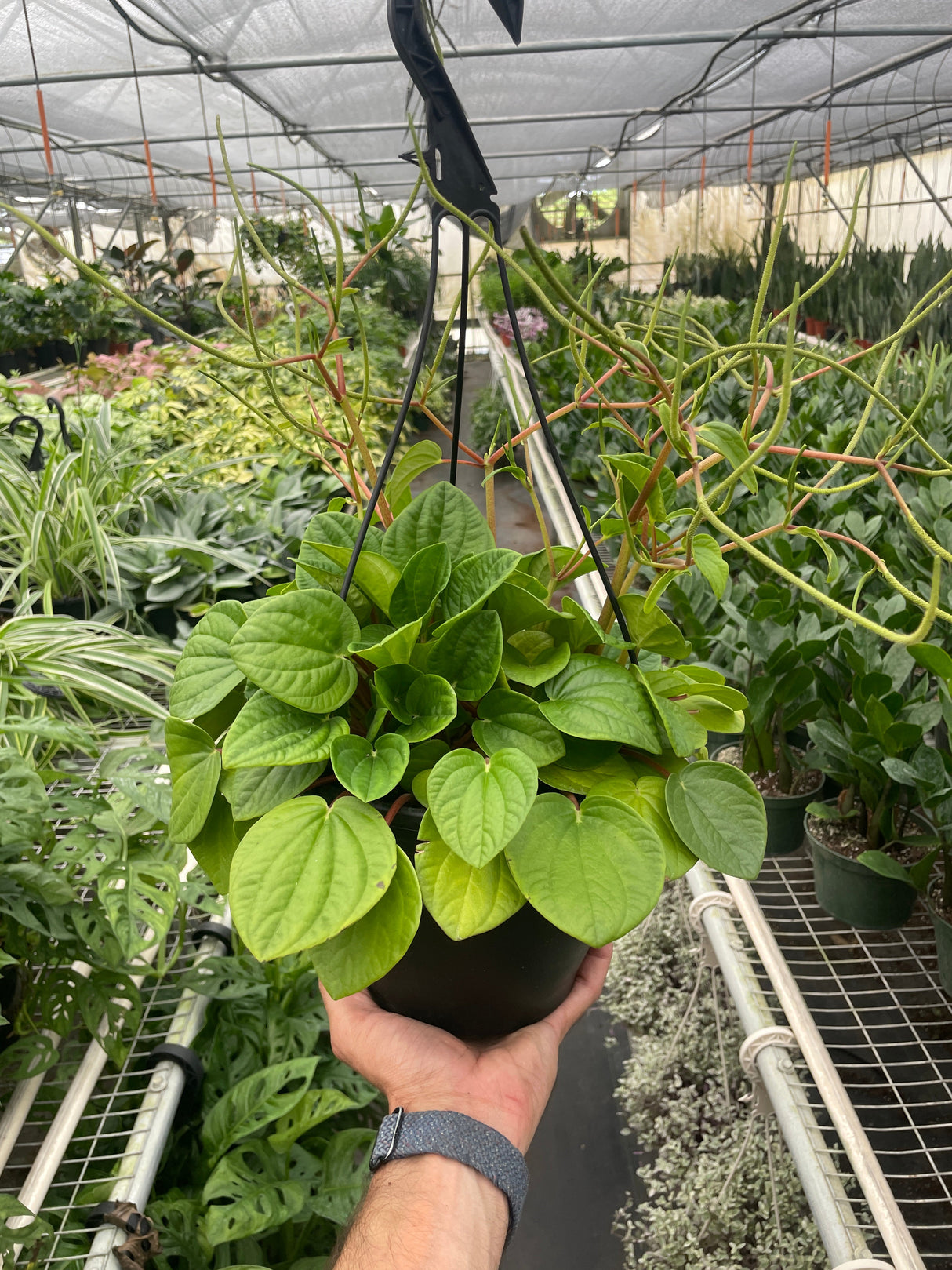 Peperomia 'Rana Verde' indoor houseplant