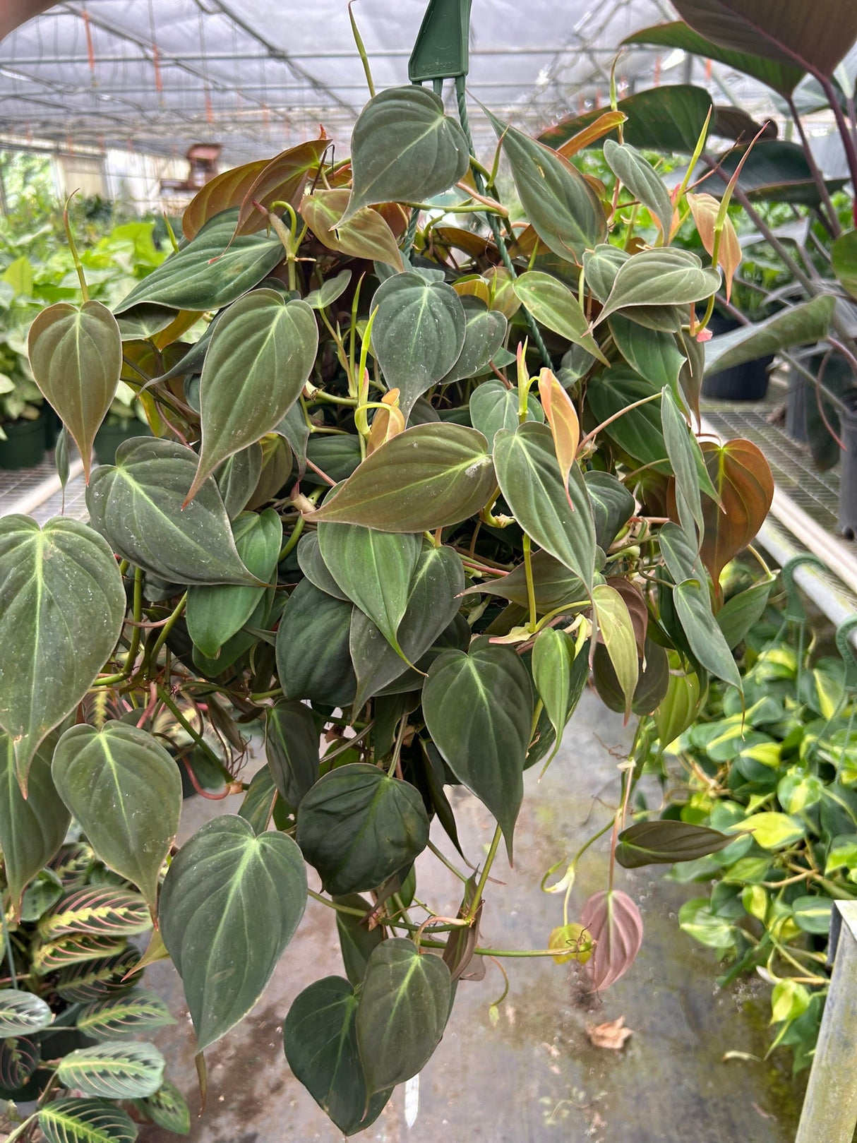 Philodendron 'Velvet' indoor houseplant