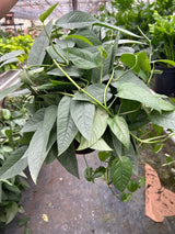 Pothos 'Cebu Blue' indoor houseplant