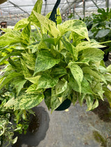 Pothos 'Marble Queen' indoor houseplant