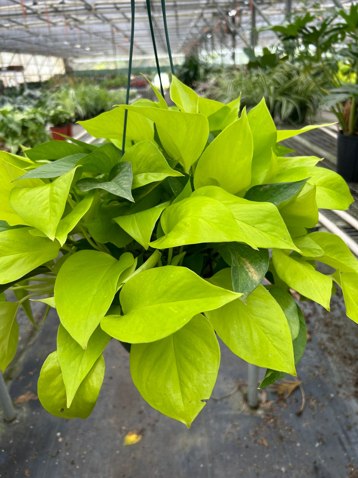 Pothos 'Neon' indoor houseplant