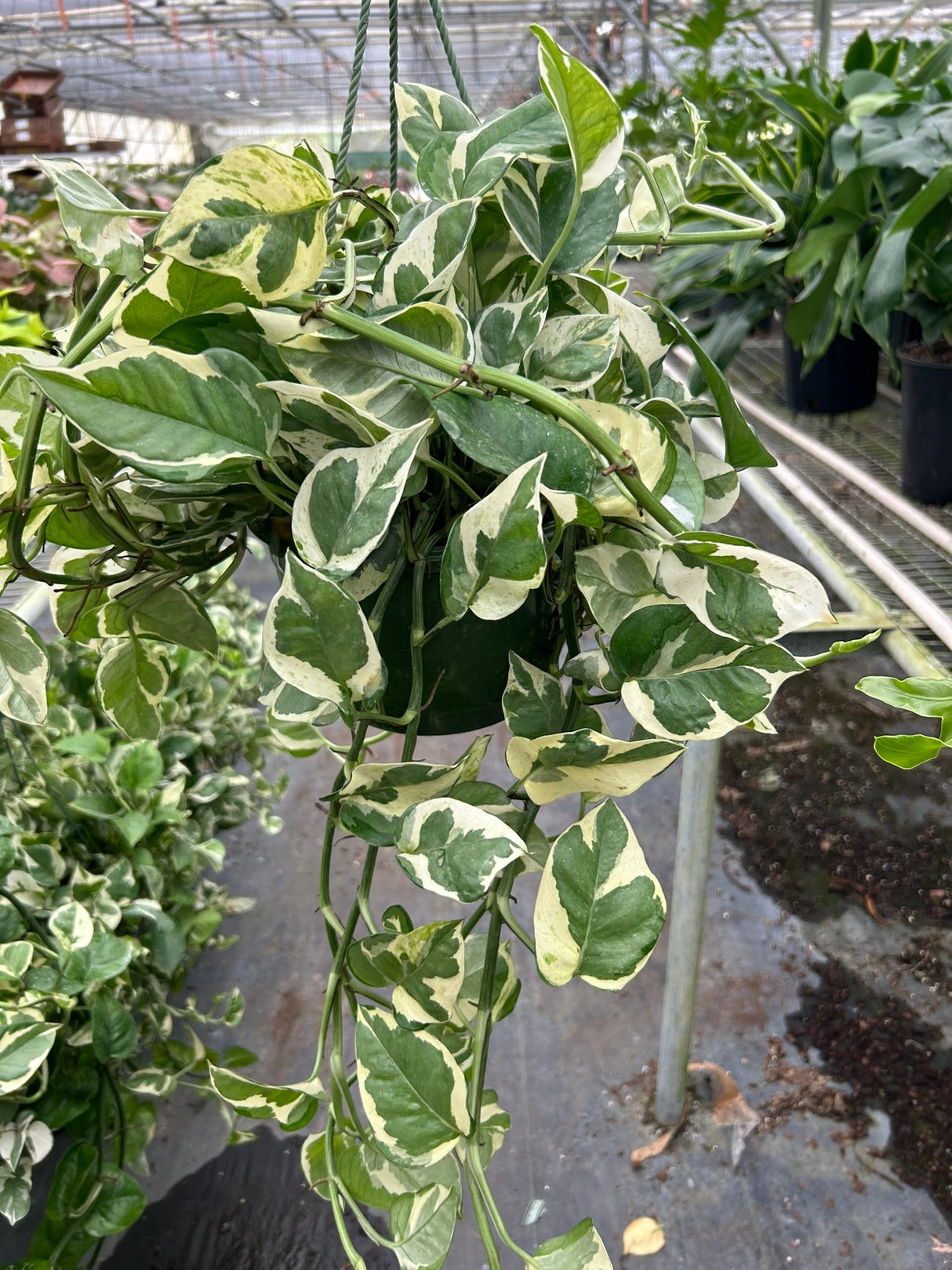 Pothos 'N'joy' indoor houseplant