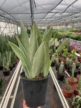 Snake Plant 'Sayuri' indoor houseplant