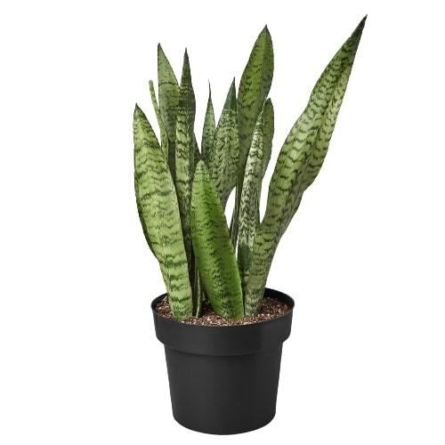 Snake Plant 'Zeylanica' indoor houseplant