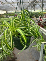 Spider Plant 'Bonnie' indoor houseplant