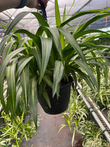 Spider Plant Hawaiian indoor houseplant