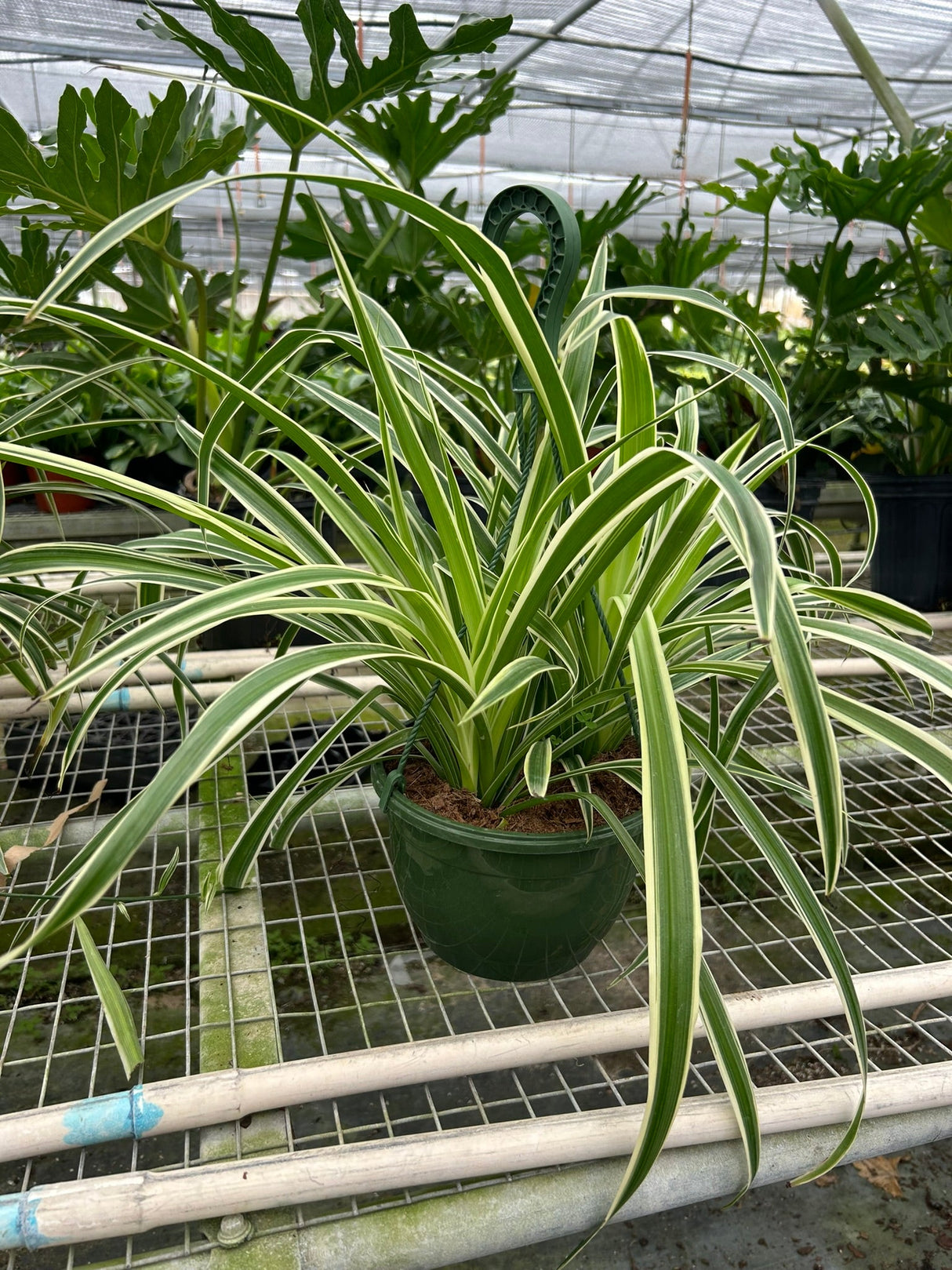 Spider Plant Reverse indoor houseplant