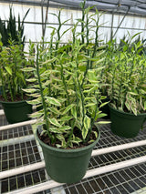 Variegated Devil's Backbone Euphorbia indoor hosueplant