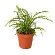 Fern 'Lemon Button' indoor house plant