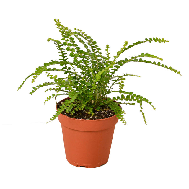 Fern 'Lemon Button' indoor house plant