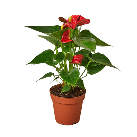 Anthurium 'Red' indoor plant