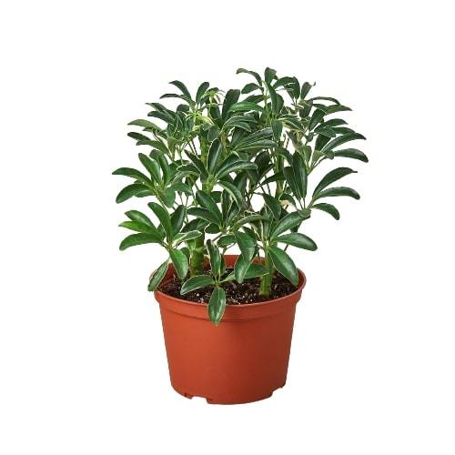 Schefflera Moonlight 'Umbrella Plant' indoor houseplant