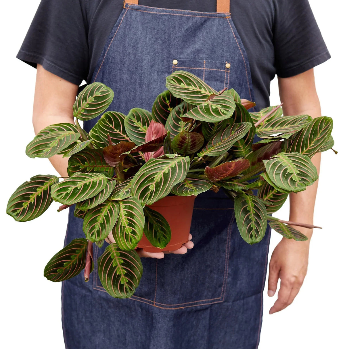 Maranta Red Prayer indoor house plant