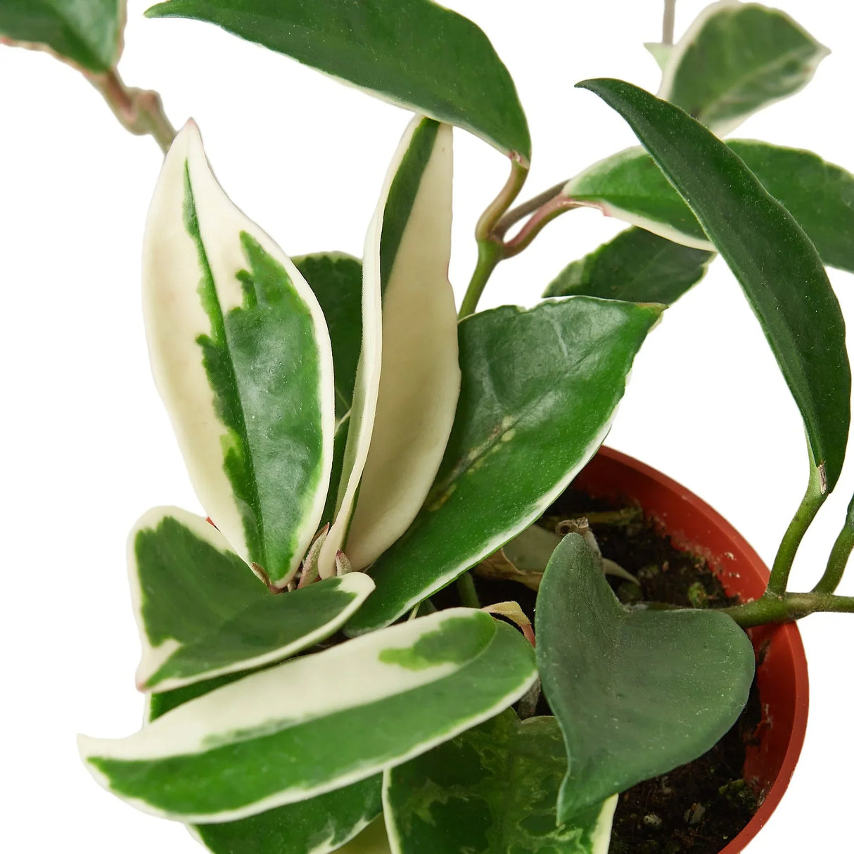 Hoya Carnosa 'Tricolor' indoor house plant