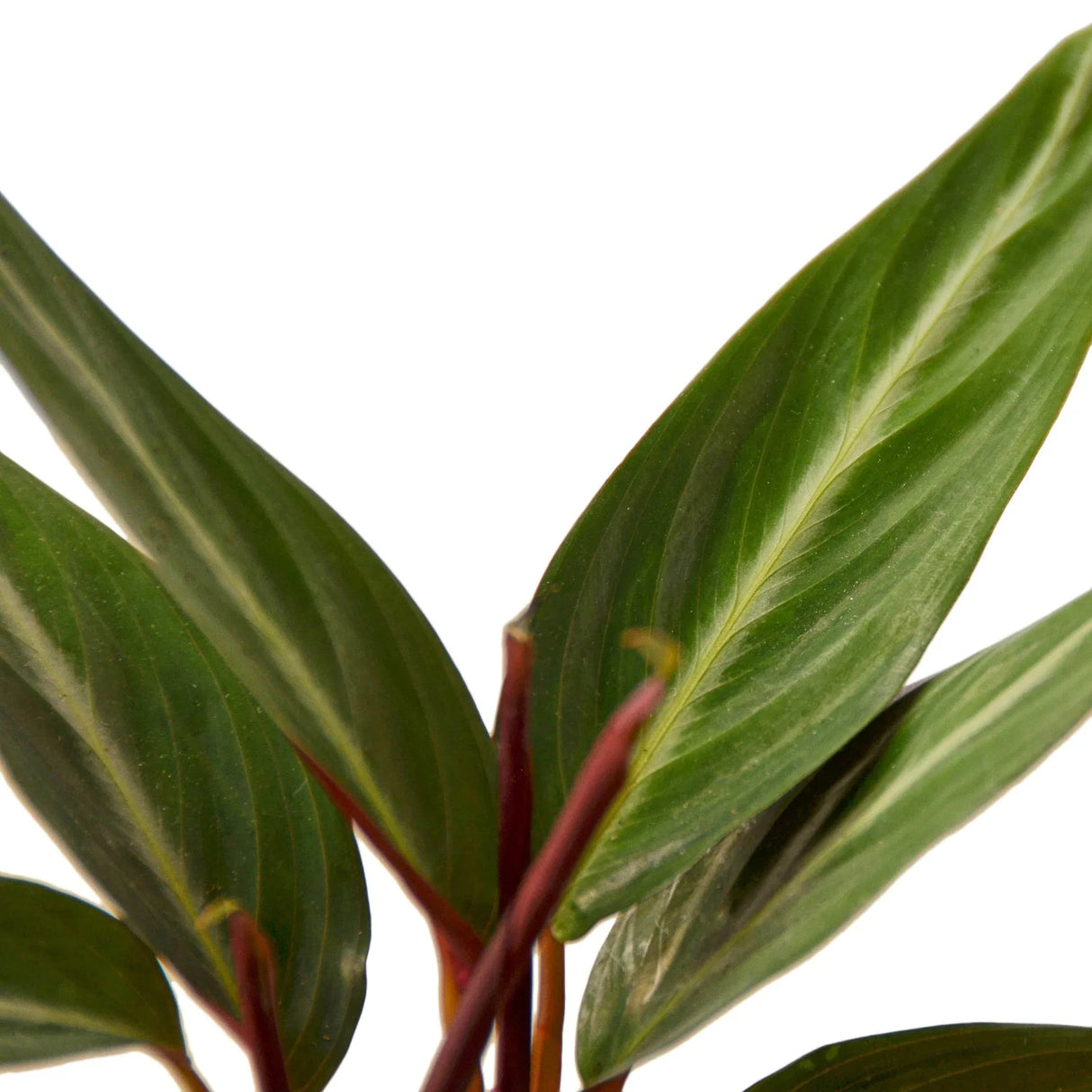 Stromanthe Sanguinea indoor houseplant