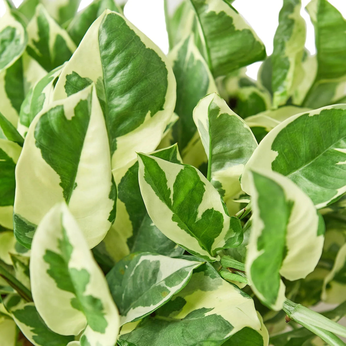 Pothos 'N'joy' indoor houseplant