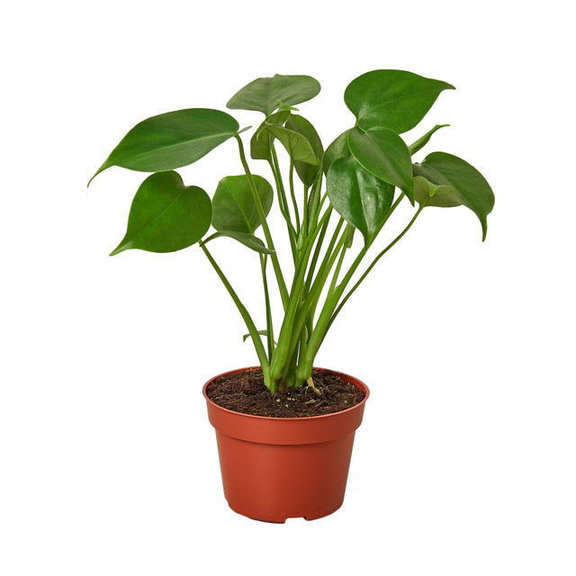 Philodendron Monstera Split-Leaf indoor houseplant