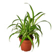 Spider Plant Hawaiian indoor houseplant