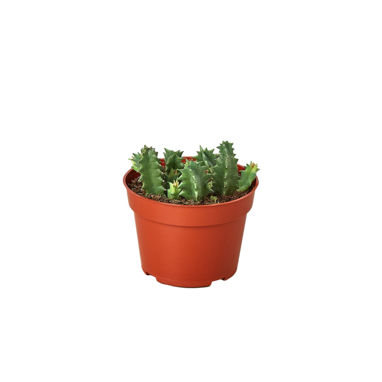 Lifesaver Cactus indoor house plant