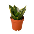 Snake Plant Emerald Star indoor houseplant