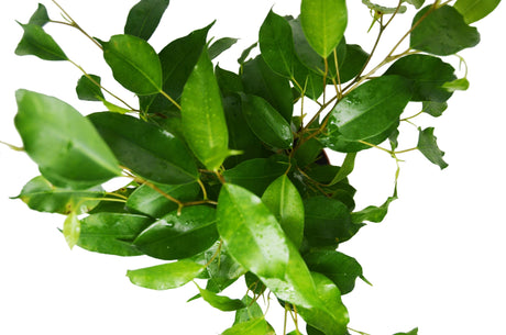 Ficus 'Benjamina' indoor house plant