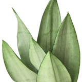 Snake Plant Moonshine indoor houseplant