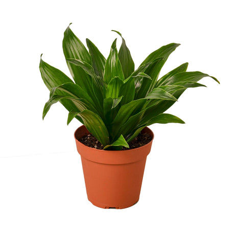 Dracaena 'Janet Craig'\