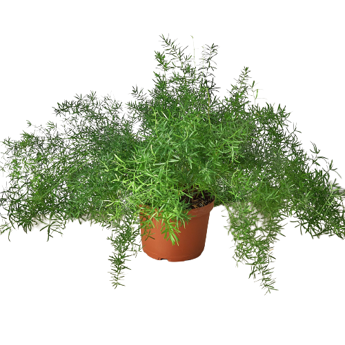 Fern 'Sprengeri' indoor house plant