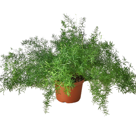 Fern 'Sprengeri' indoor house plant