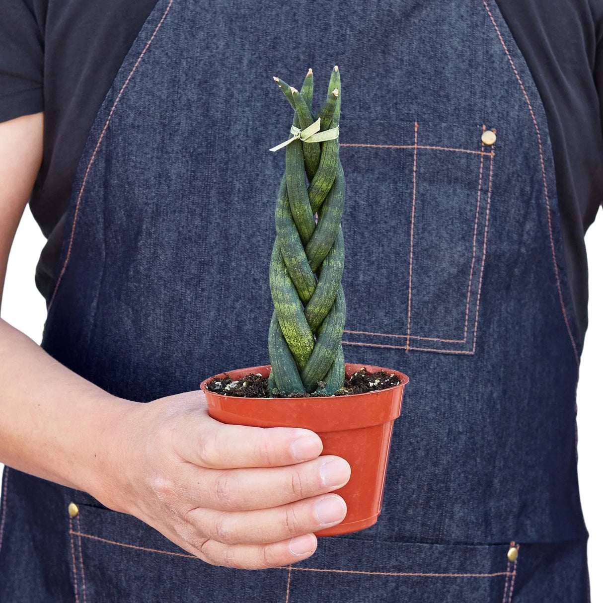 Snake Plant Braided indoor houseplant