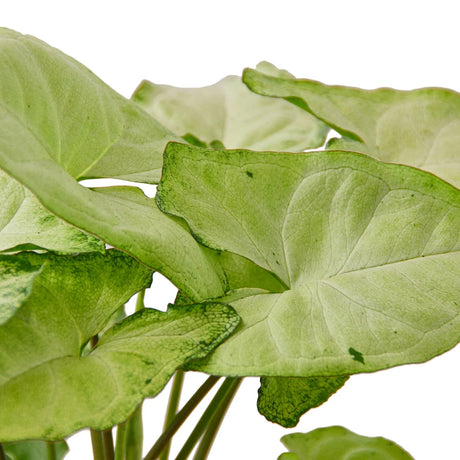 Syngonium White Butterfly indoor houseplant