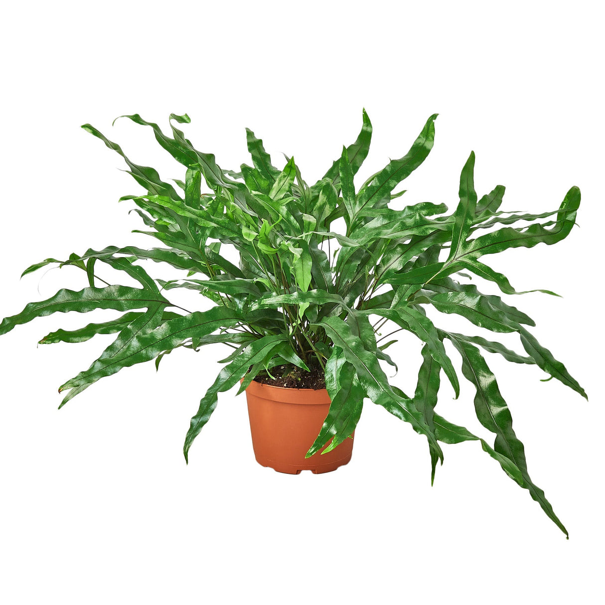 Fern 'Kangaroo Paw' indoor house plant