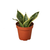 Snake Plant Laurentii Dwarf indoor houseplant