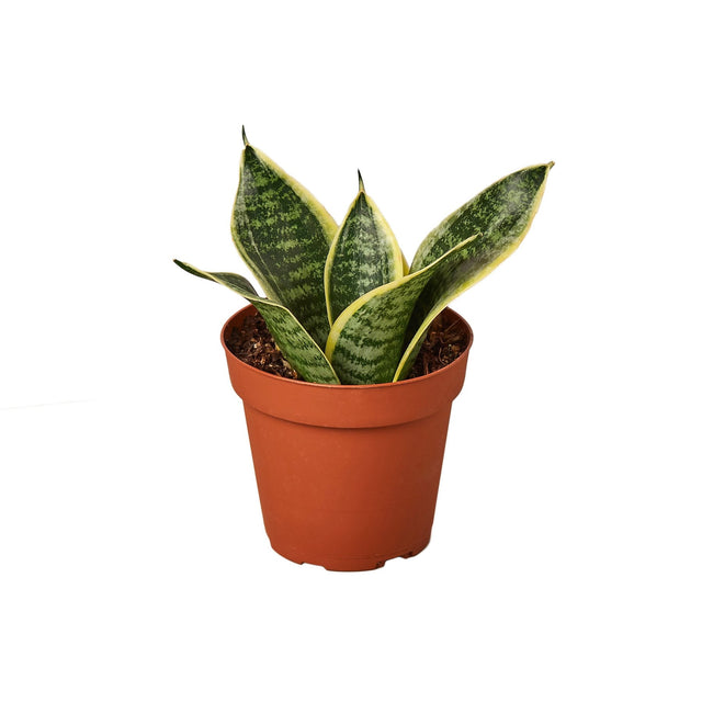 Snake Plant Laurentii Dwarf indoor houseplant