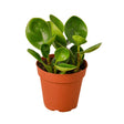 Peperomia Thailand indoor houseplant