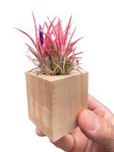 Tillandsia Air Plant Ionantha in Magnetic Wood Planter