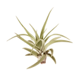 Tillandsia Air Plant Veluntina