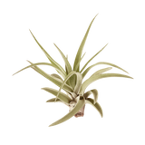 Tillandsia Air Plant Veluntina