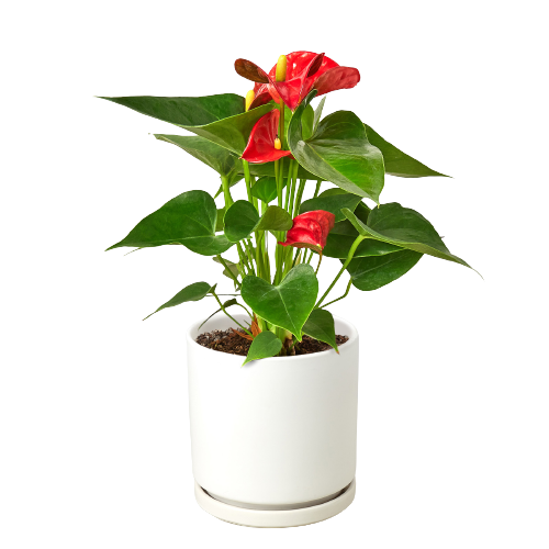 Anthurium 'Red' indoor plant