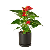 Anthurium 'Red' indoor plant