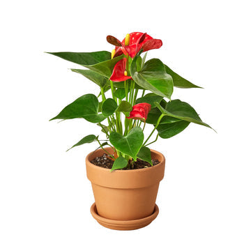 Anthurium 'Red' indoor plant