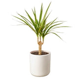 Dracaena Marginata Cane indoor house plant