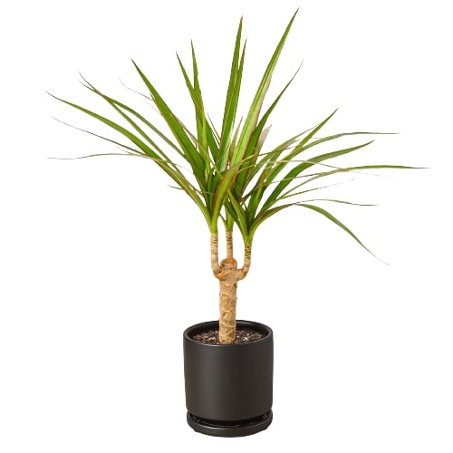 Dracaena Marginata Cane indoor house plant