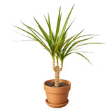 Dracaena Marginata Cane indoor house plant