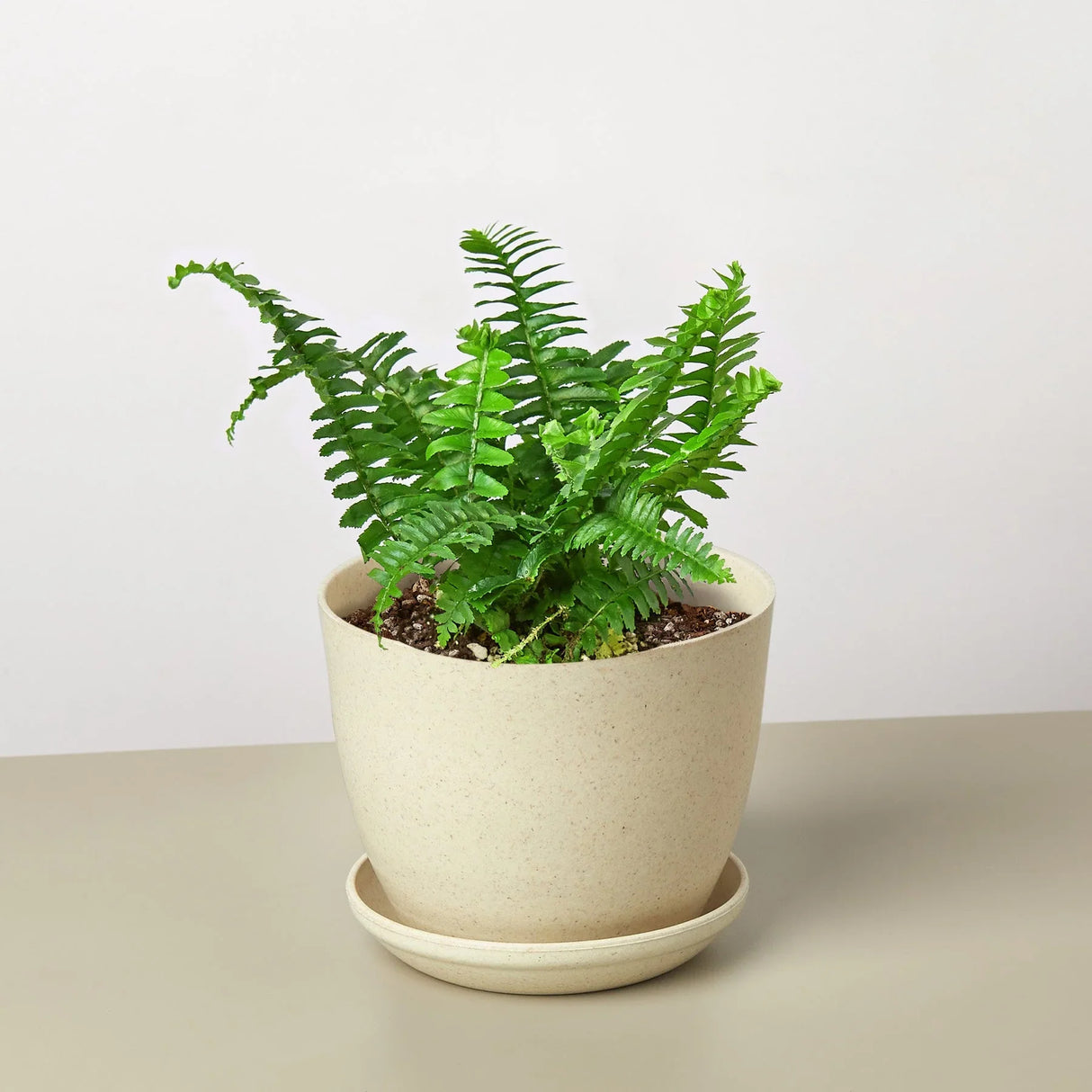 Jester's Crown Fern indoor house plant