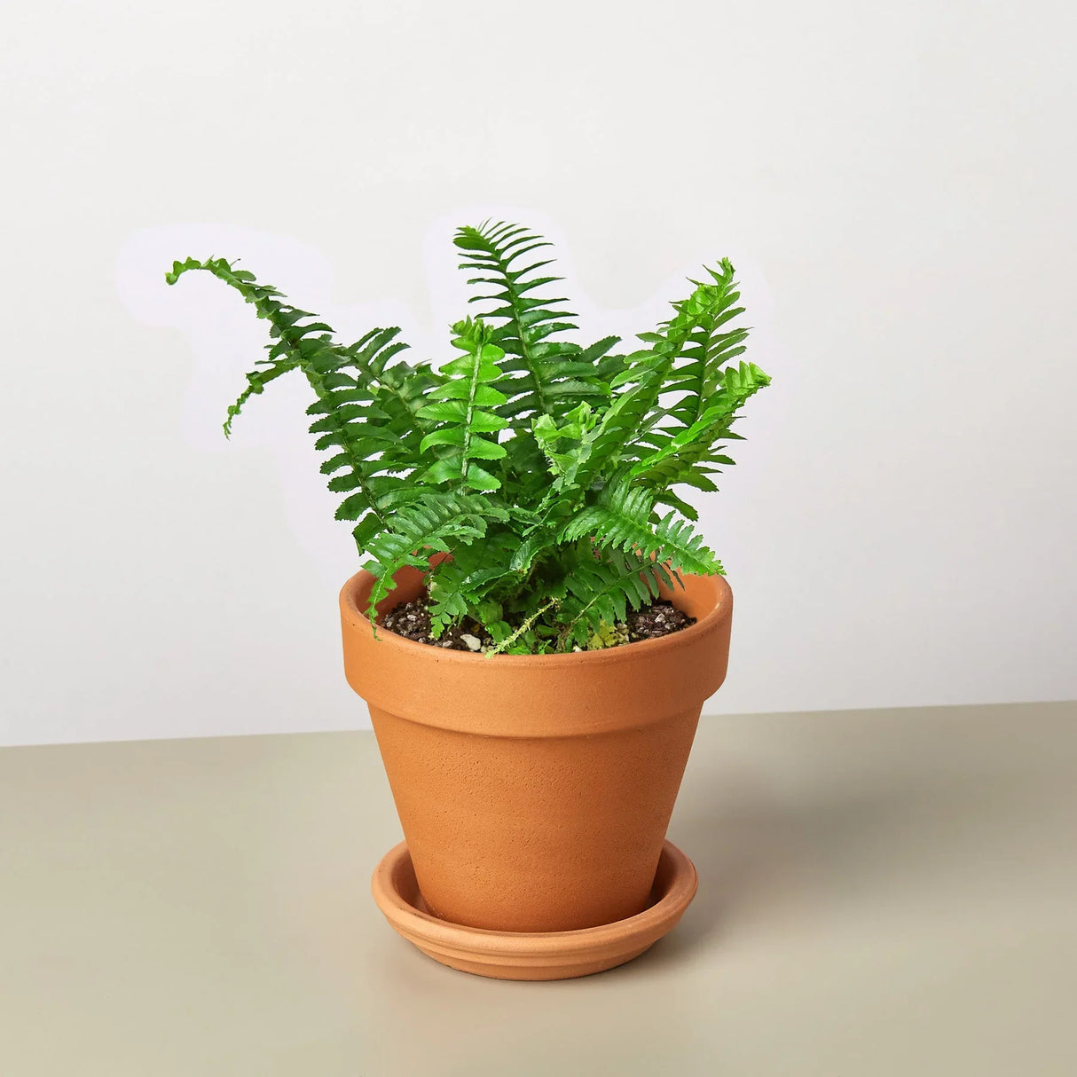 Jester's Crown Fern indoor house plant