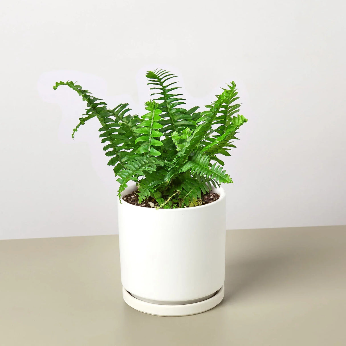 Jester's Crown Fern indoor house plant