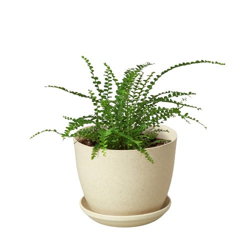 Fern 'Lemon Button' indoor house plant